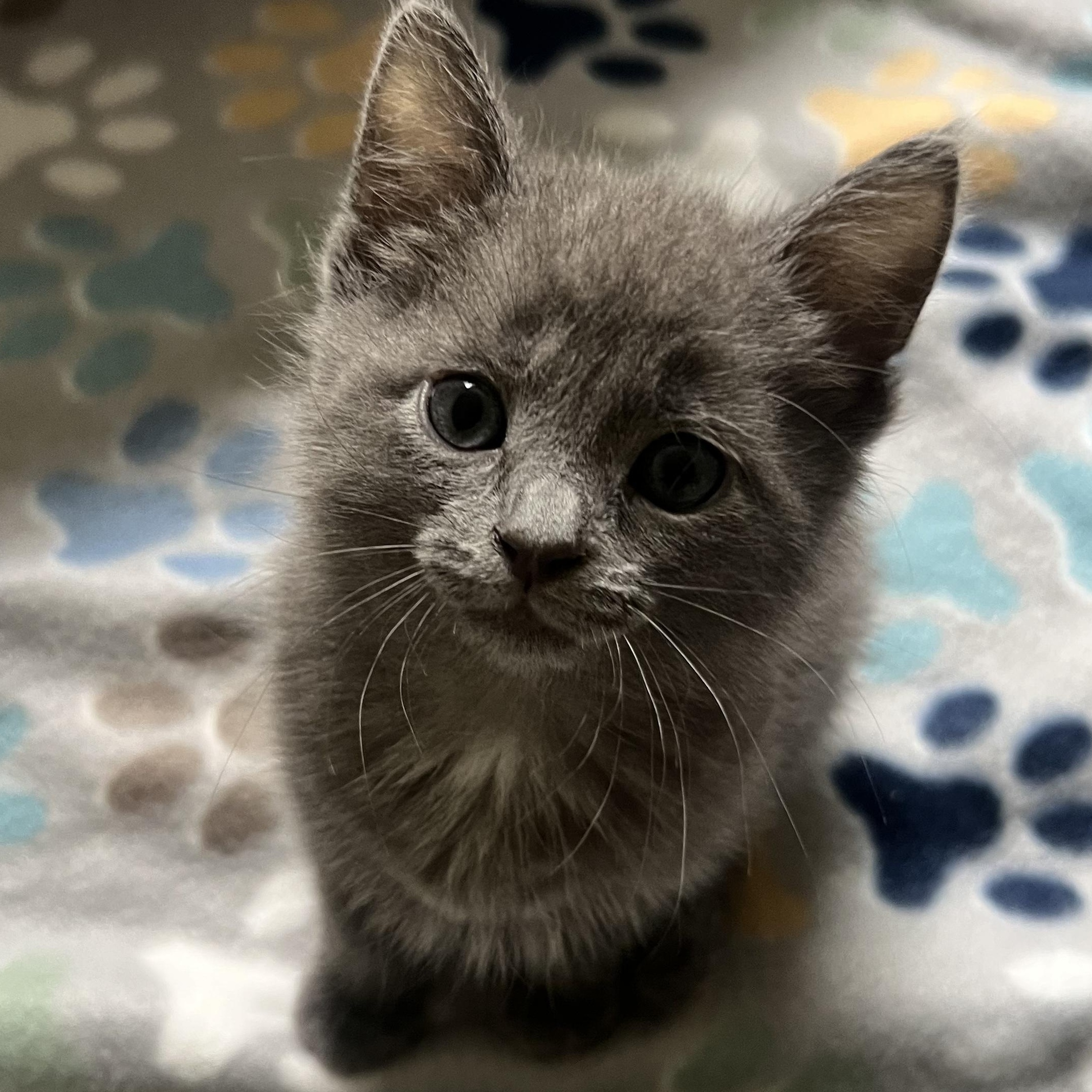 Enlarge Ada, a ADOPTABLE Domestic Short Hair in Toledo, OH image 1/1