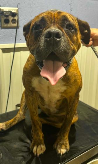 Sara Mae, Adoptable, Adult Female Boxer.
