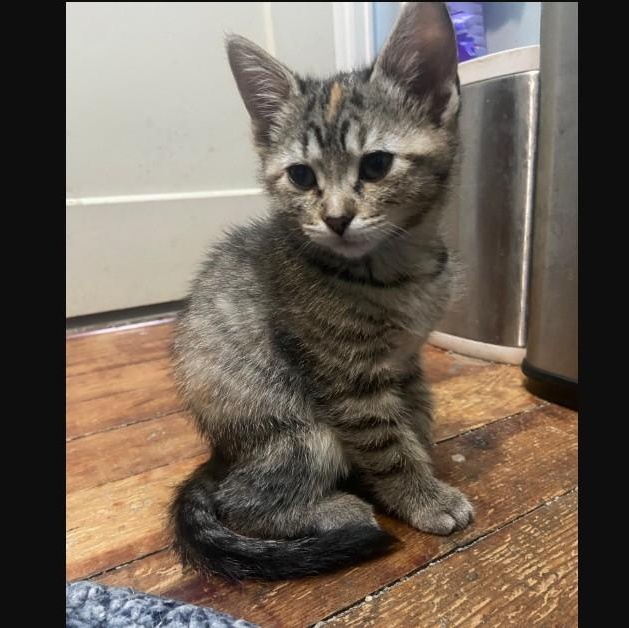 Cynthia Coleman, Adoptable, Kitten Female Domestic Short Hair.