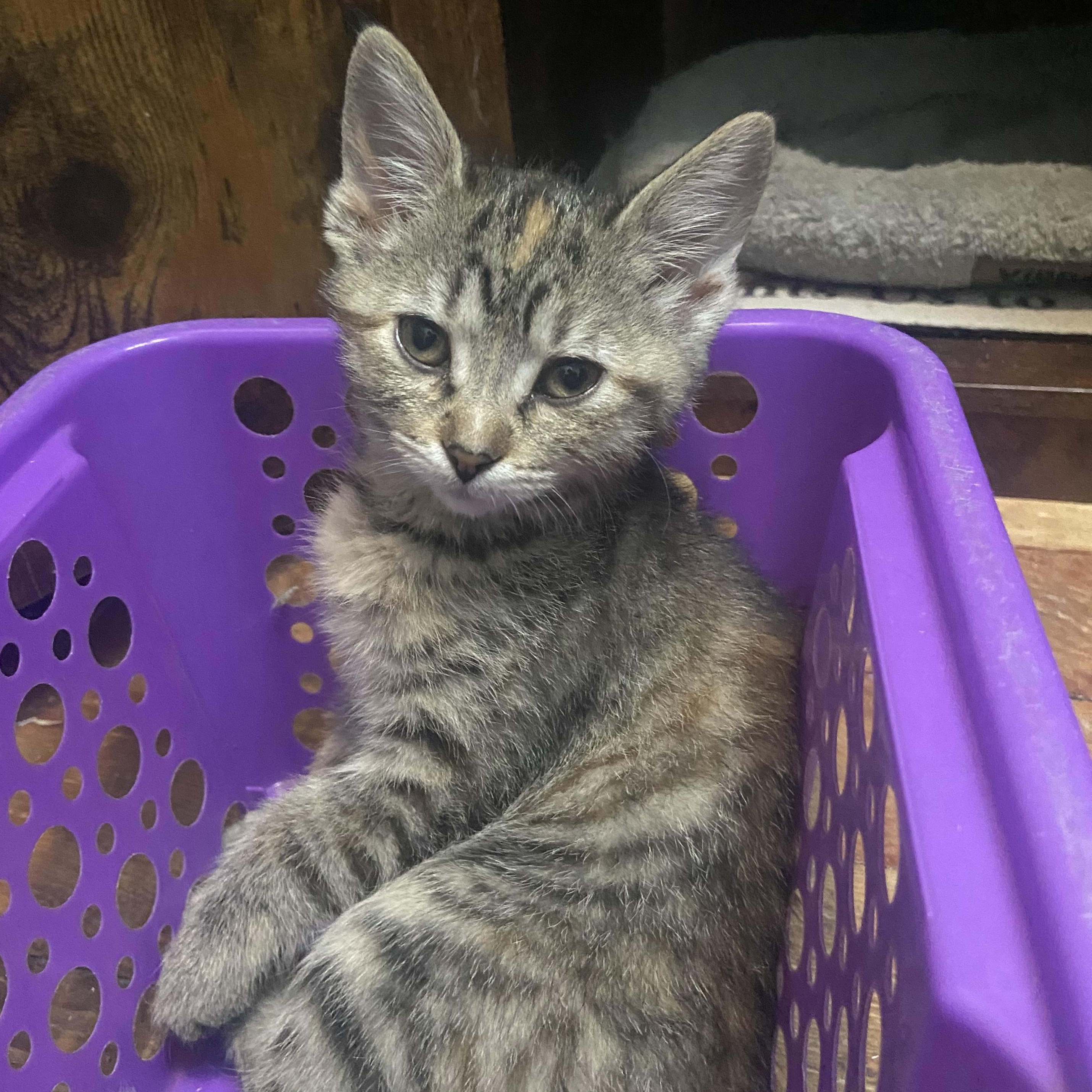 Cynthia Coleman, a Adoptable Domestic Short Hair in Denver, CO image 6/6