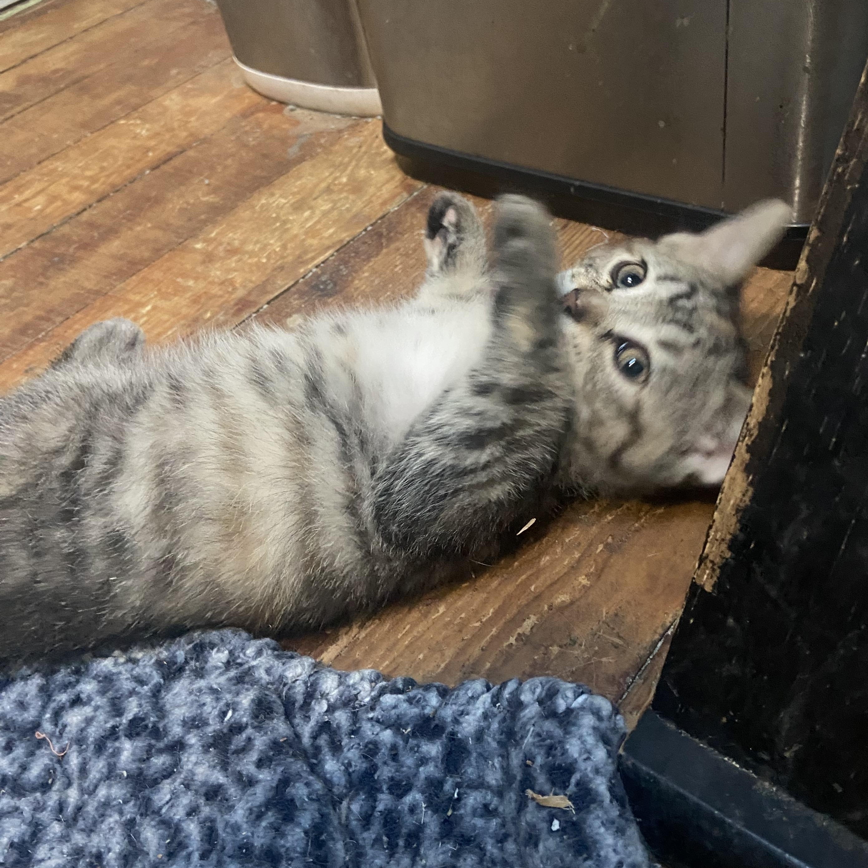 Cynthia Coleman, a Adoptable Domestic Short Hair in Denver, CO image 3/6