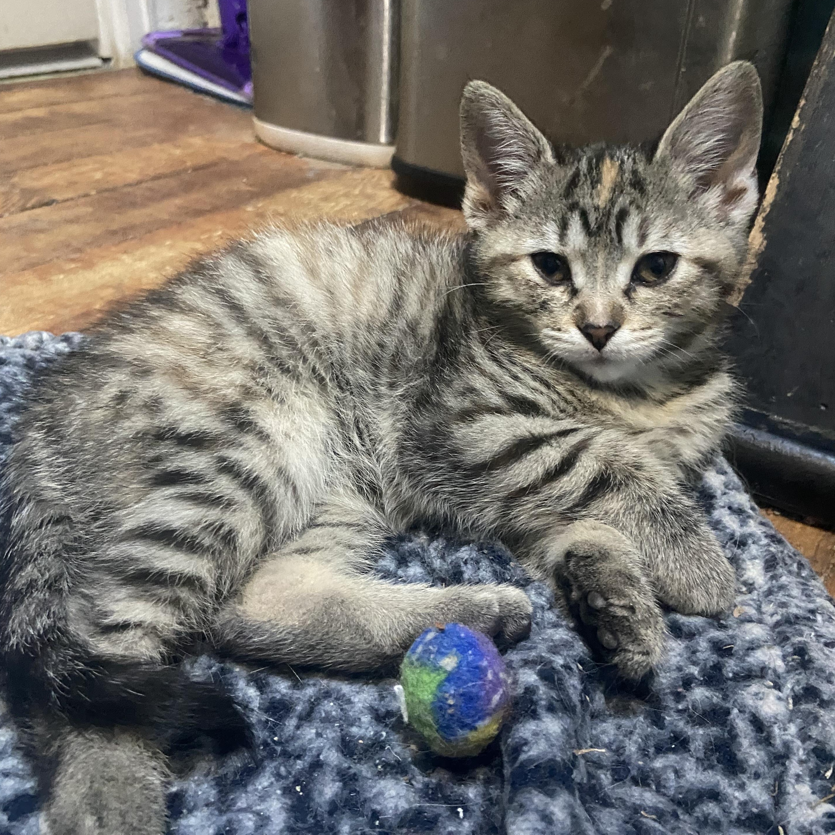 Cynthia Coleman, a Adoptable Domestic Short Hair in Denver, CO image 4/6