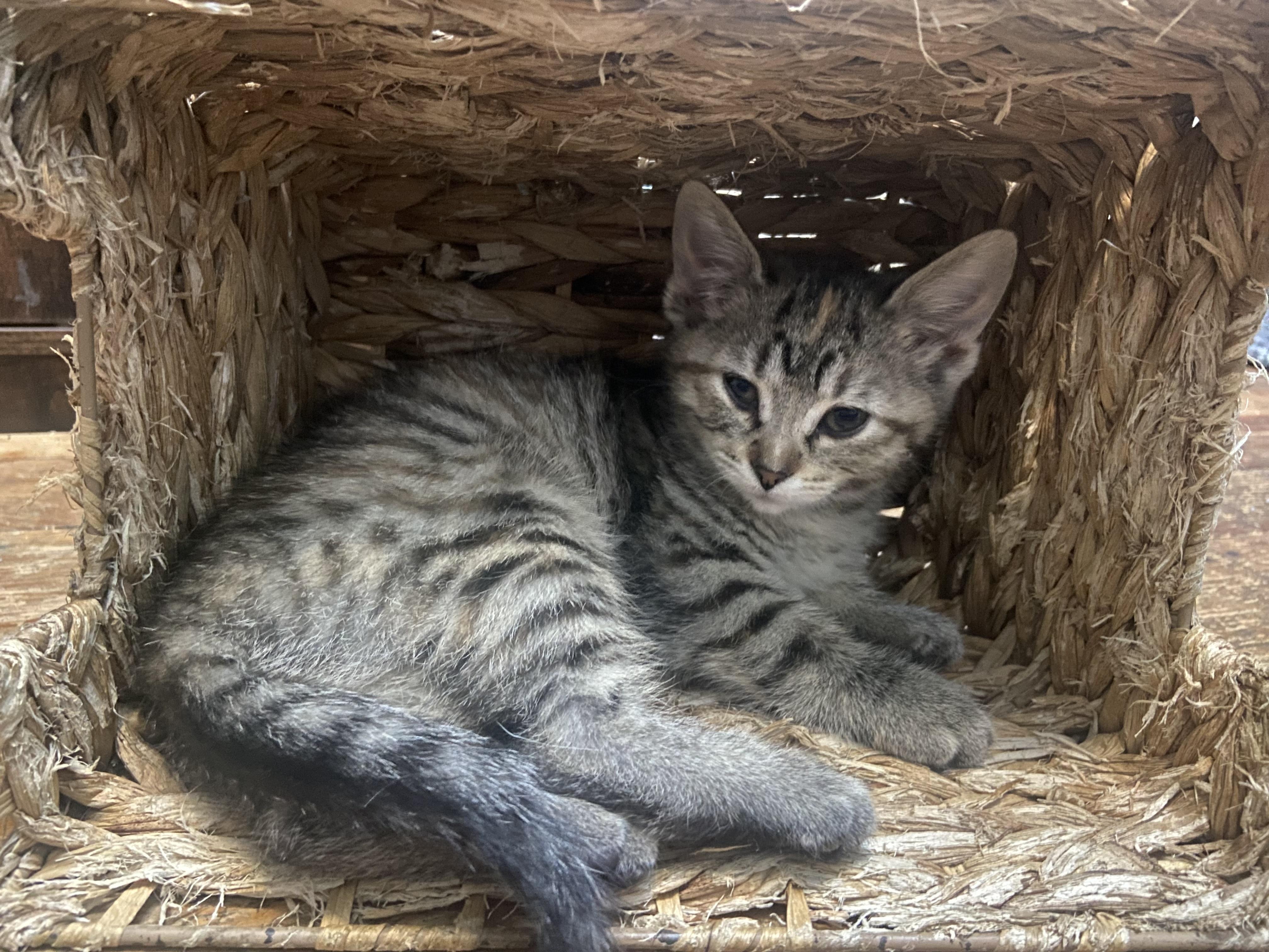 Cynthia Coleman, a Adoptable Domestic Short Hair in Denver, CO image 5/6