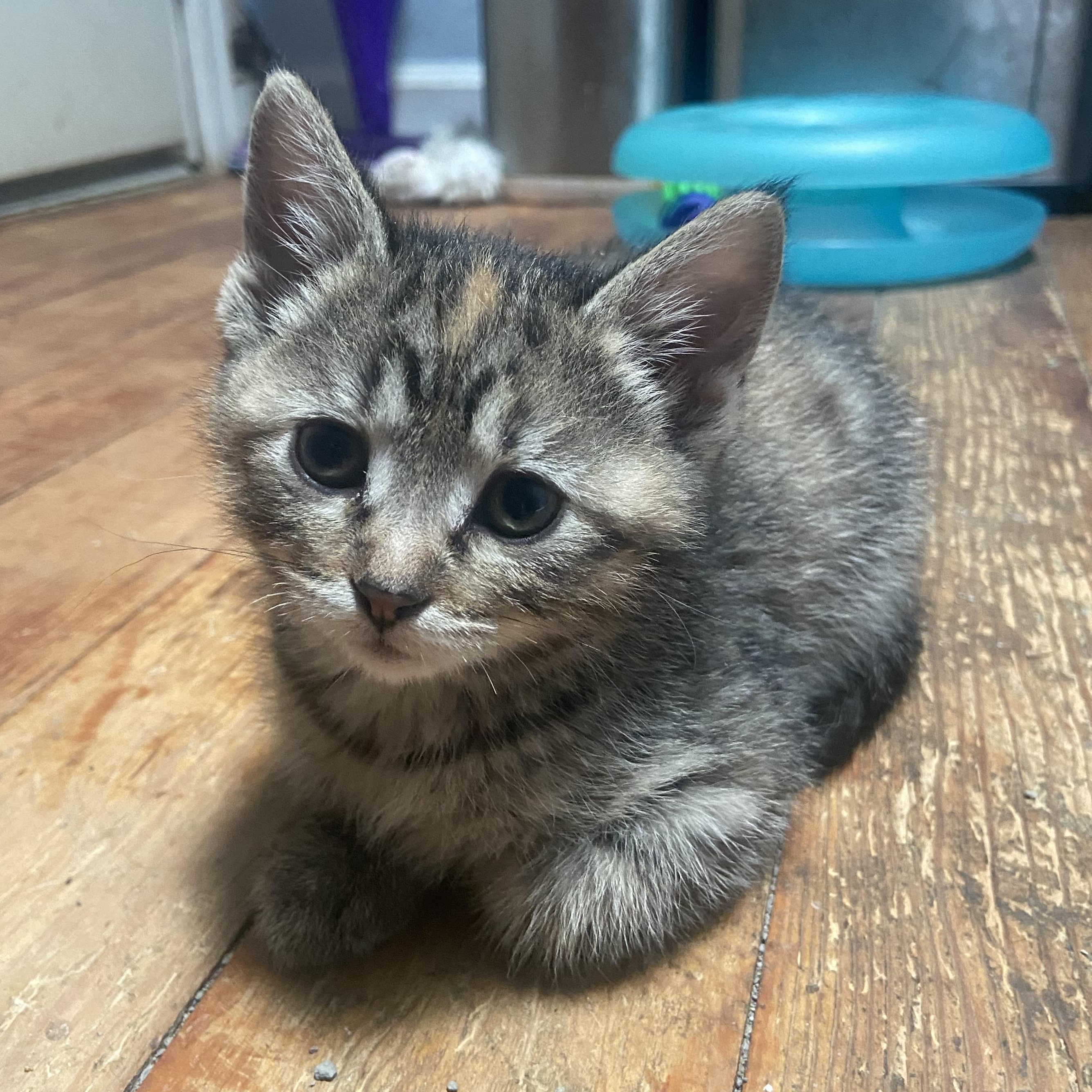 Cynthia Coleman, a Adoptable Domestic Short Hair in Denver, CO image 2/6
