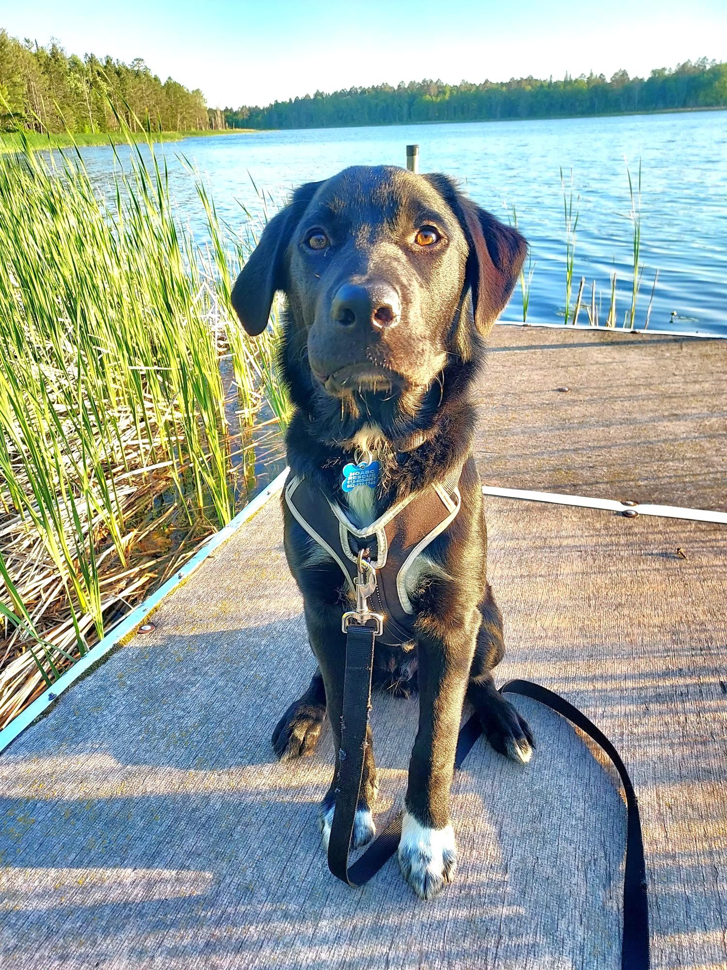 Enlarge Robin (private rehoming), a Adoptable mixed breed in Bellingham, WA image 3/6
