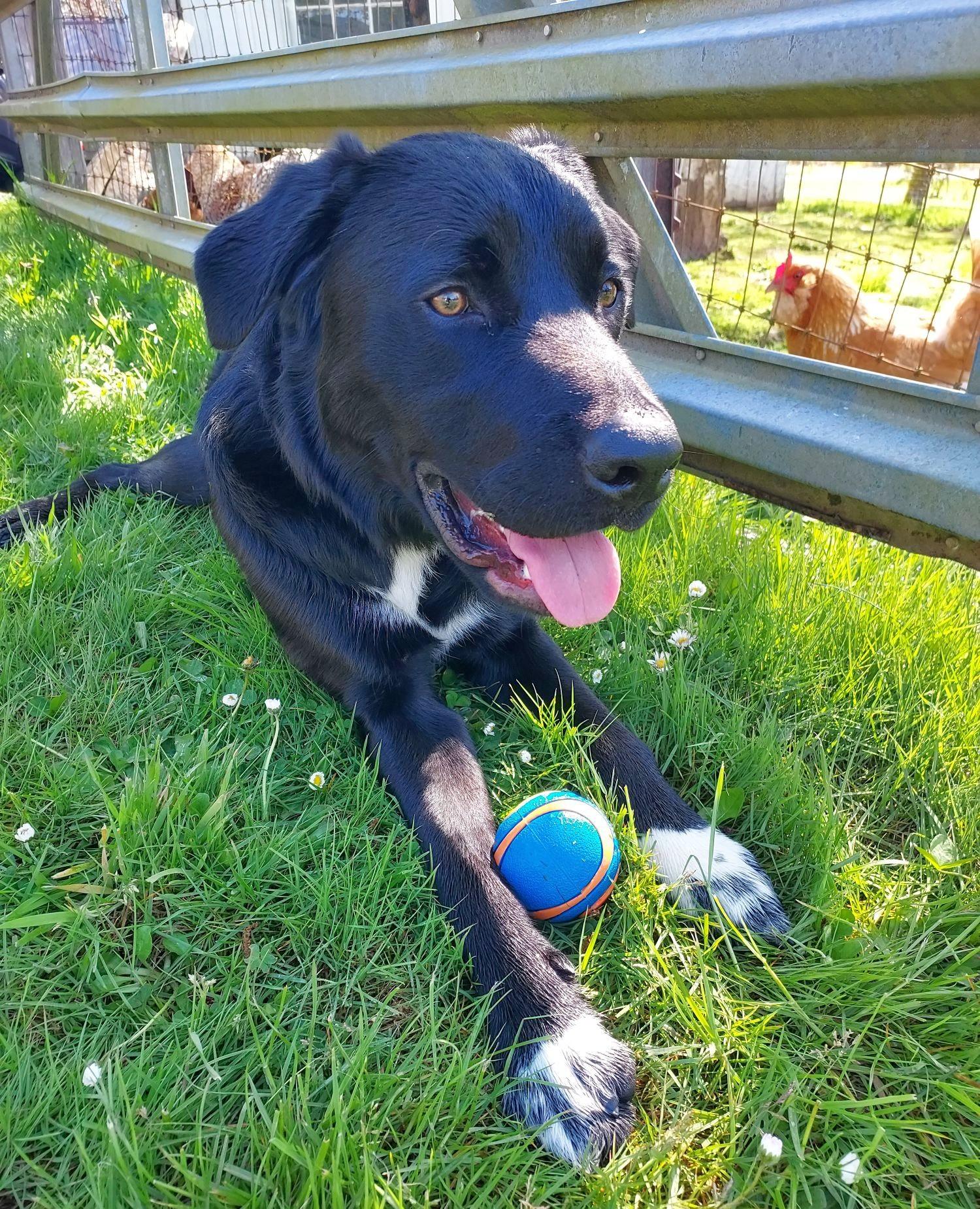 Enlarge Robin (private rehoming), a Adoptable mixed breed in Bellingham, WA image 2/6