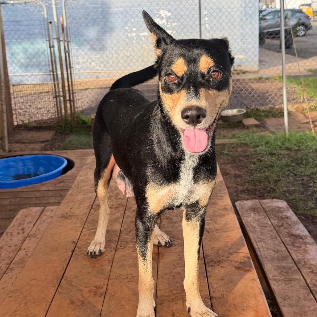 Storm, Adoptable, Adult Female Australian Kelpie & Shepherd.