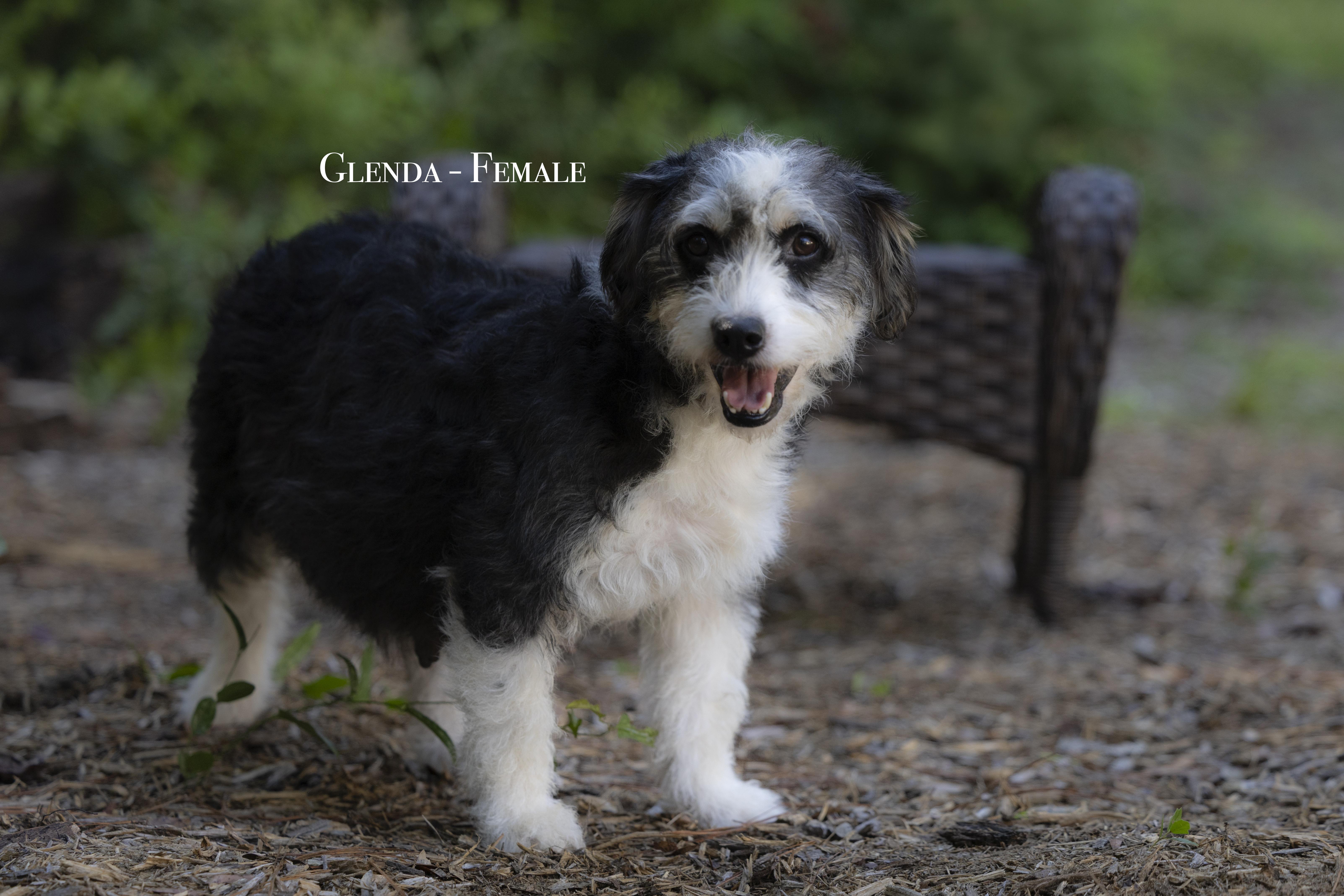 Pet Rinder Glinda - Adopted | Petfinder