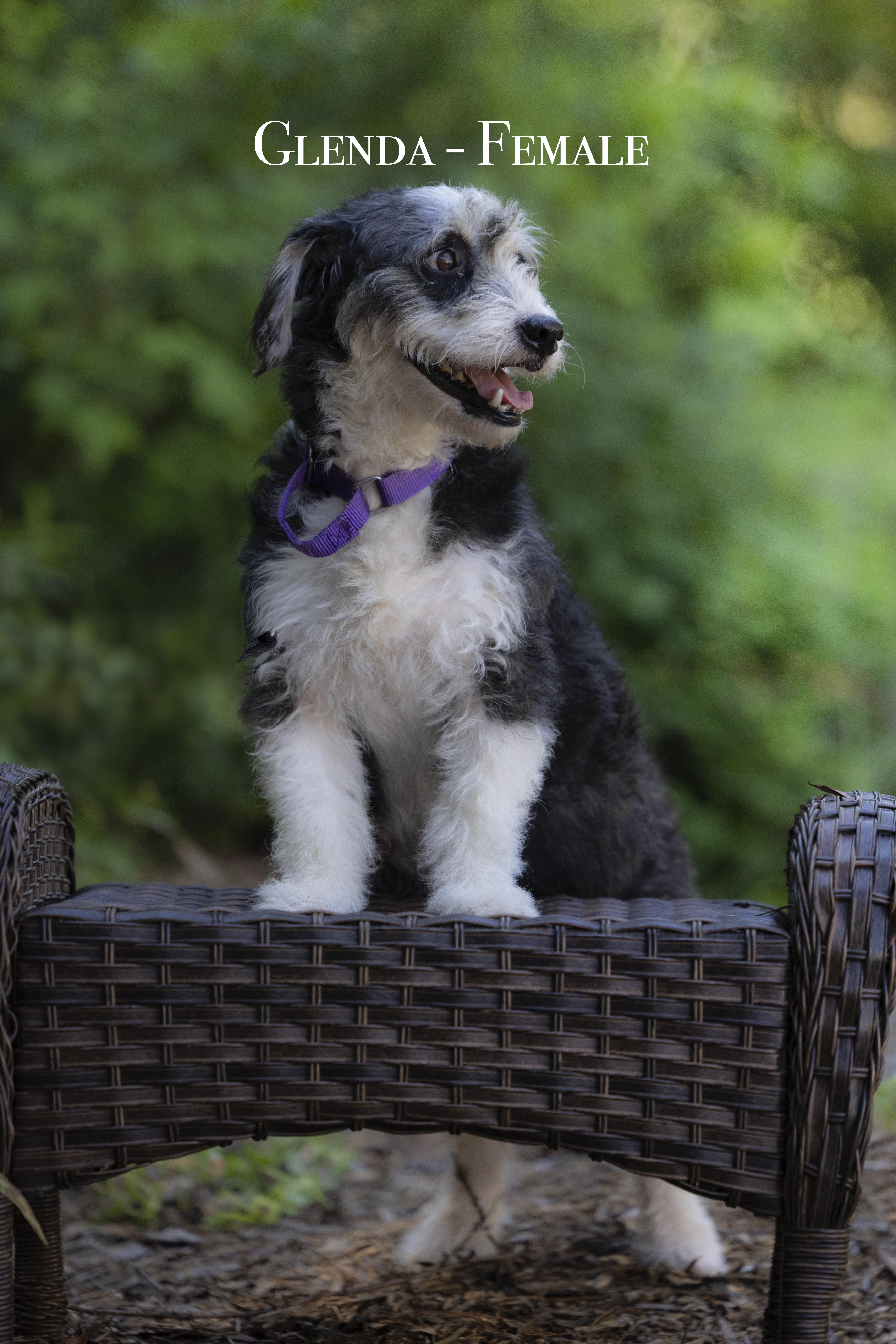 Pet Rinder Glinda - Adopted | Petfinder