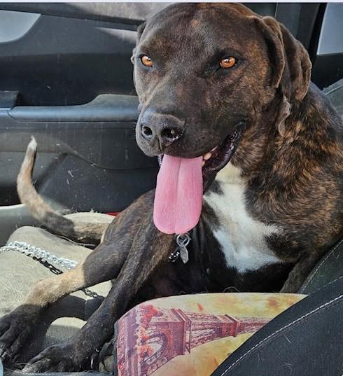 Bogy, Adoptable, Young Male Rhodesian Ridgeback & Plott Hound.