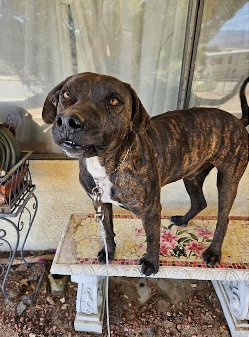 Bogy, a Adoptable mixed breed in Carlsbad, CA image 2/3