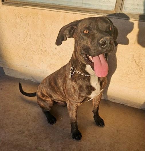 Bogy, a Adoptable mixed breed in Carlsbad, CA image 1/3
