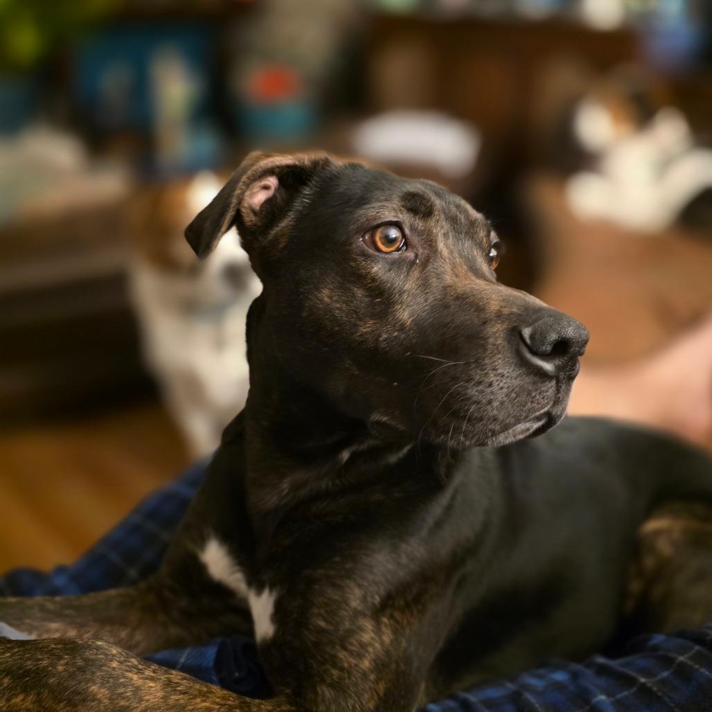 Enlarge Copper, a Adoptable mixed breed in Muscatine, IA image 1/6