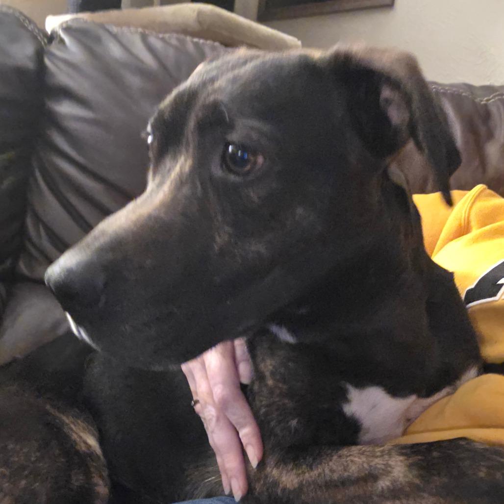 Enlarge Copper, a Adoptable mixed breed in Muscatine, IA image 2/6