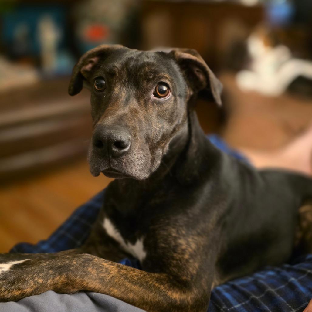 Enlarge Copper, a Adoptable mixed breed in Muscatine, IA image 3/6