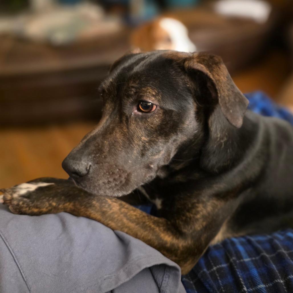 Enlarge Copper, a Adoptable mixed breed in Muscatine, IA image 4/6