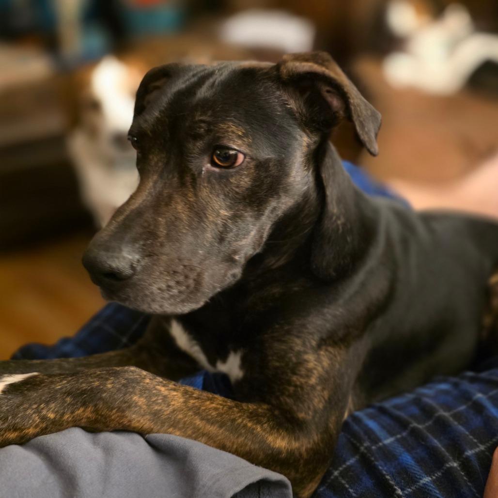 Enlarge Copper, a Adoptable mixed breed in Muscatine, IA image 5/6