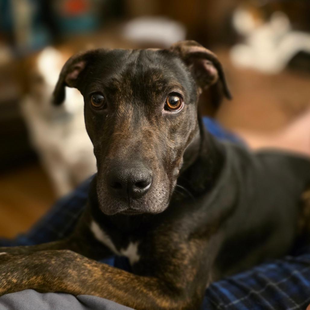 Enlarge Copper, a Adoptable mixed breed in Muscatine, IA image 6/6