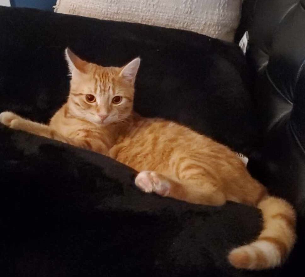 Enlarge Sophie & Phoenix, a Adopted Domestic Short Hair in Mississauga, ON image 1/4