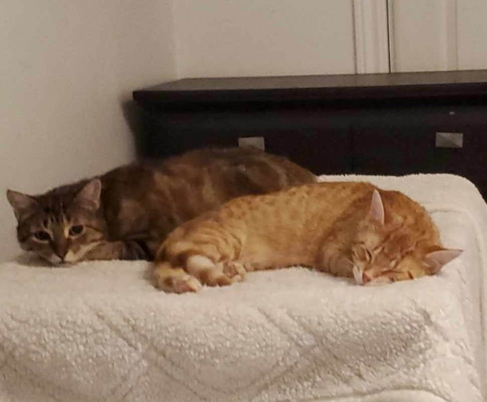 Enlarge Sophie & Phoenix, a Adopted Domestic Short Hair in Mississauga, ON image 2/4