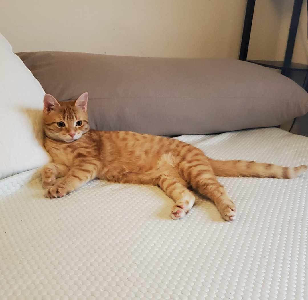 Enlarge Sophie & Phoenix, a Adopted Domestic Short Hair in Mississauga, ON image 3/4