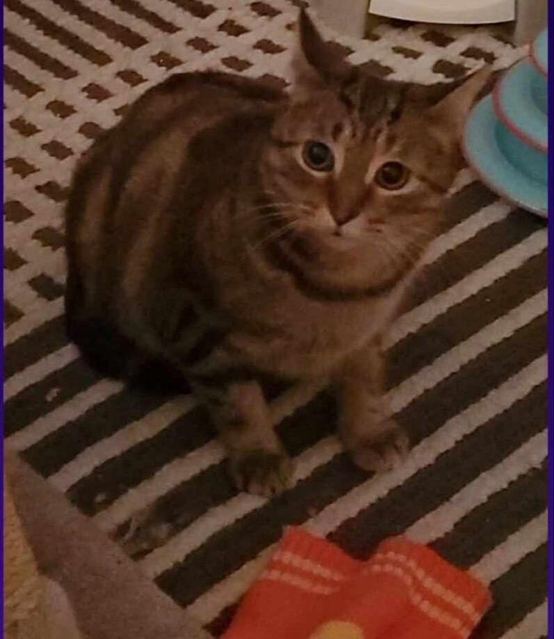 Enlarge Sophie & Phoenix, a Adopted Domestic Short Hair in Mississauga, ON image 4/4