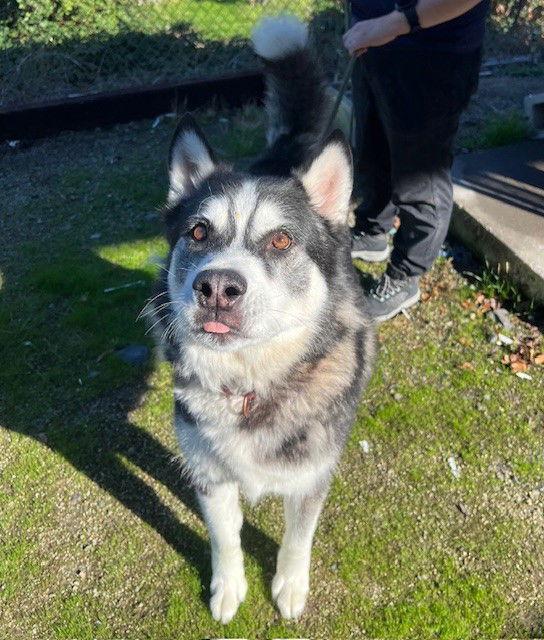 Enlarge POOF, a Adoptable Alaskan Malamute in Seattle, WA image 1/3