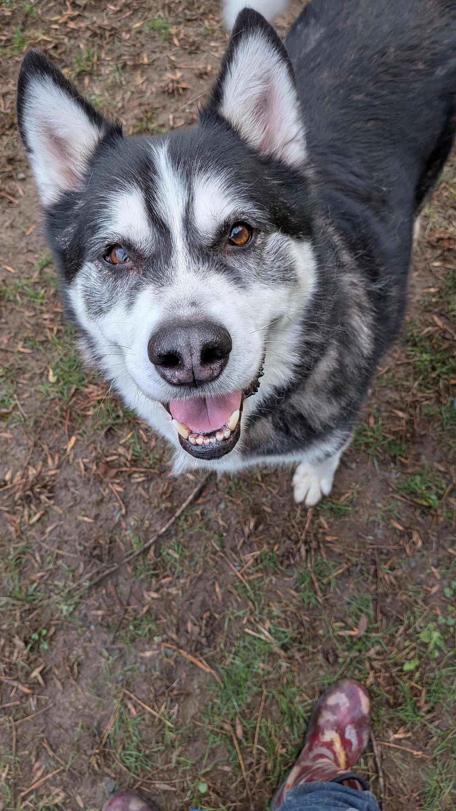 Enlarge POOF, a Adoptable Alaskan Malamute in Seattle, WA image 2/3