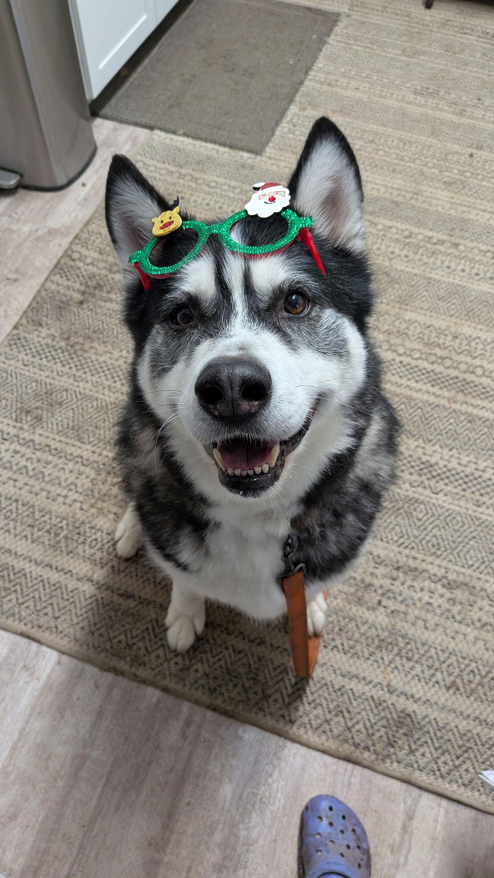 Enlarge POOF, a Adoptable Alaskan Malamute in Seattle, WA image 3/3