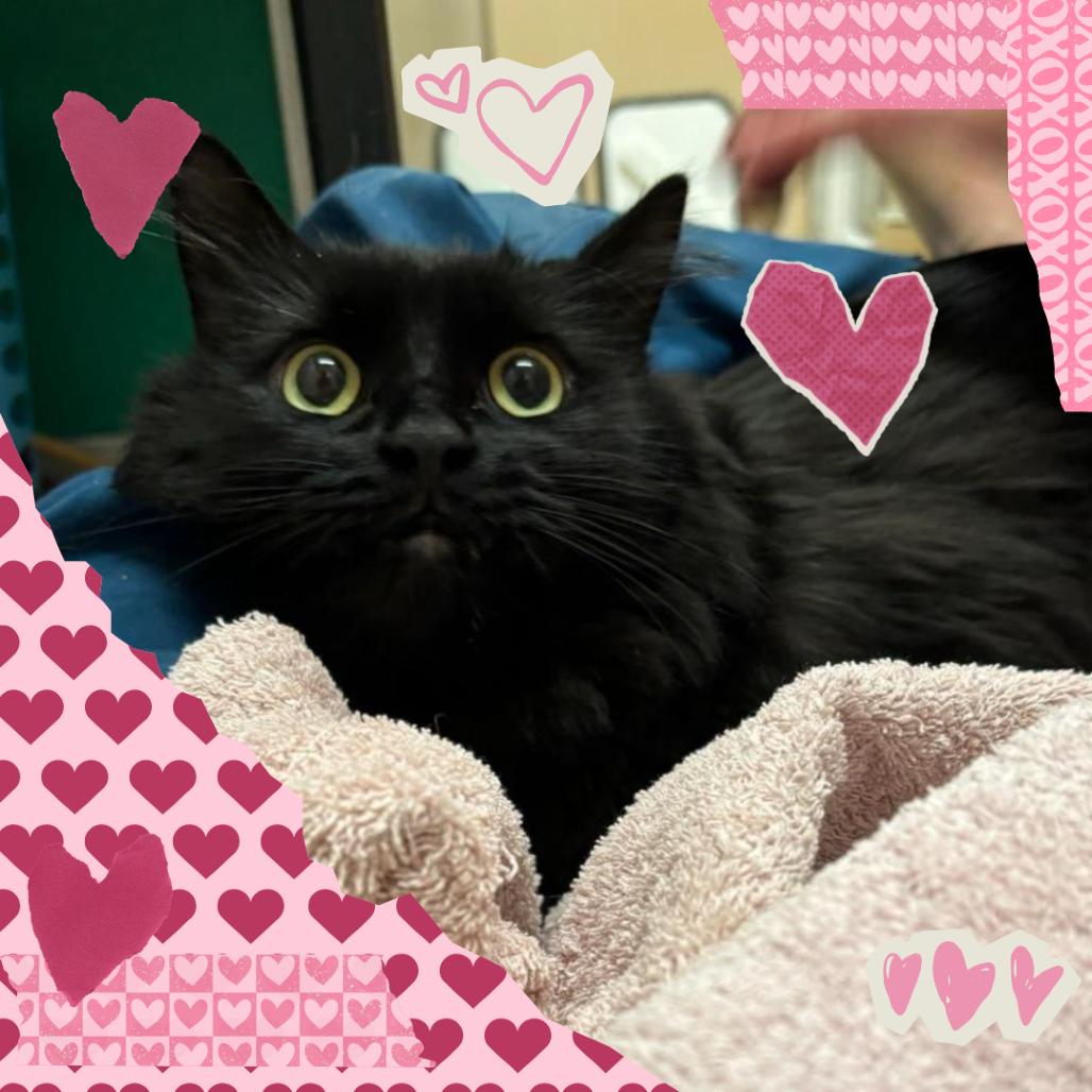 Onyx, a Adoptable Domestic Medium Hair in Tempe, AZ image 1/3