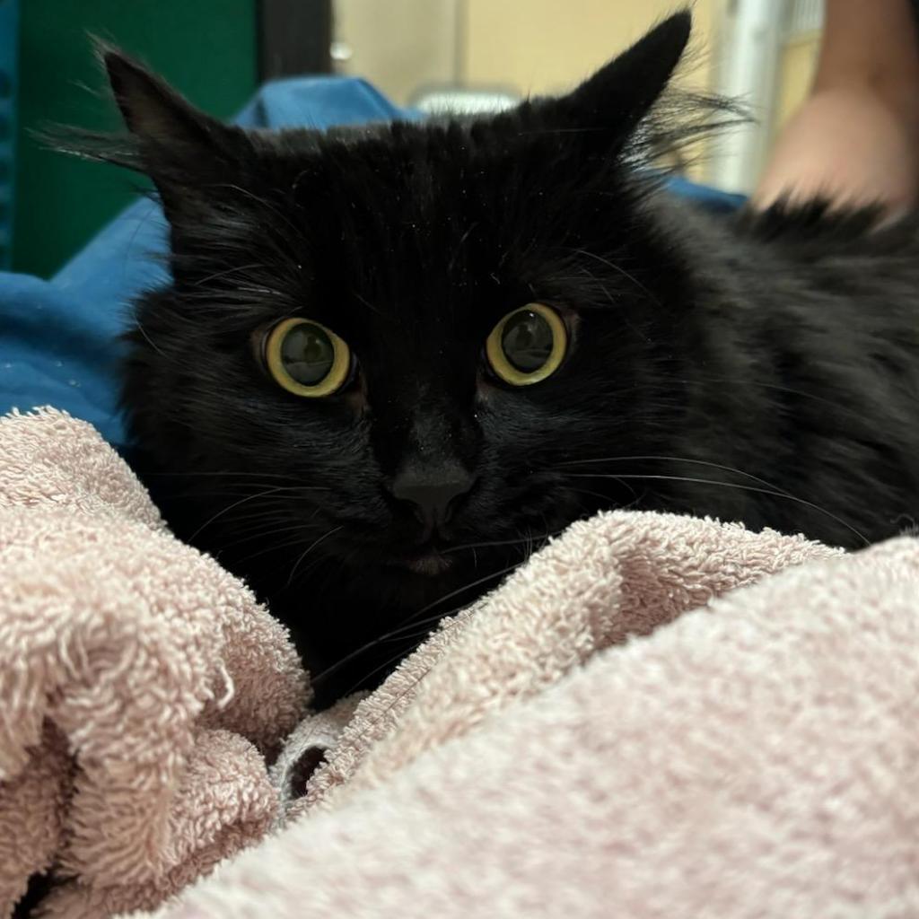 Onyx, a Adoptable Domestic Medium Hair in Tempe, AZ image 2/3