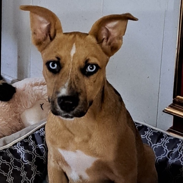 Lilly - Local Rhode Island, Baby Female unknown