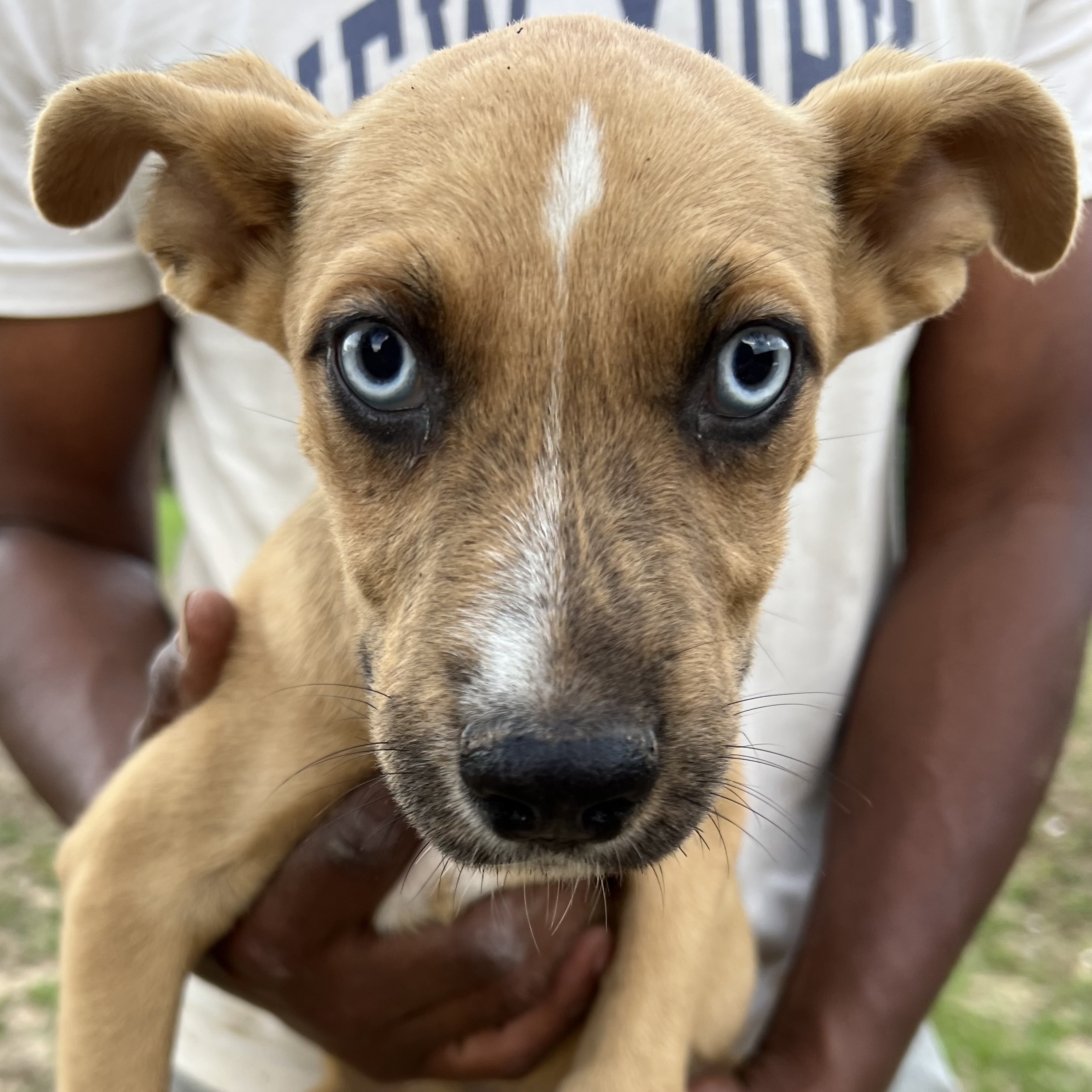 Dog for adoption Lilly Local Rhode Island, a Yellow Labrador