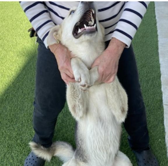 Enlarge Sunshine, a Adoptable mixed breed in San Francisco, CA image 1/4