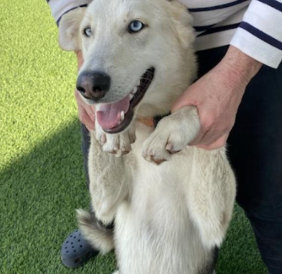 Enlarge Sunshine, a Adoptable mixed breed in San Francisco, CA image 2/4