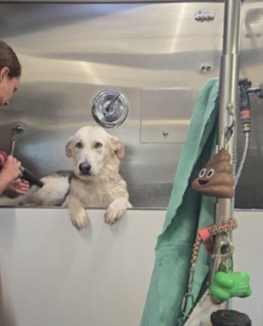 Enlarge Sunshine, a Adoptable mixed breed in San Francisco, CA image 3/4