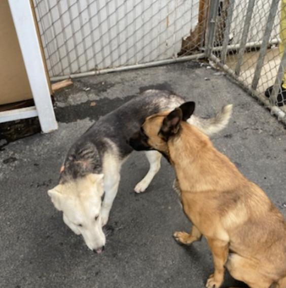 Enlarge Sunshine, a Adoptable mixed breed in San Francisco, CA image 4/4