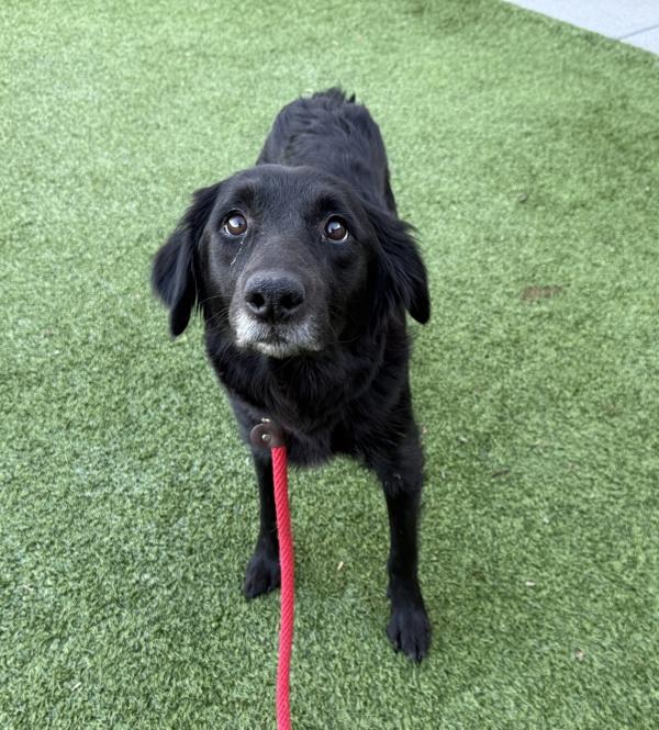 Oona, Adoptable, Adult Female Labrador Retriever & German Shepherd Dog.