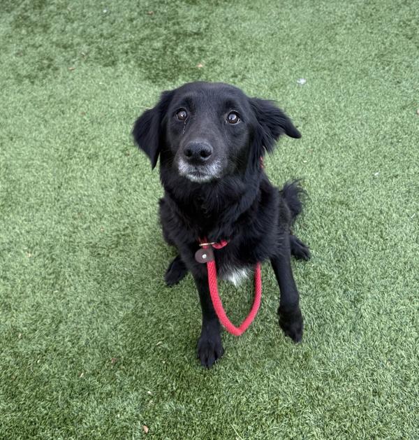 Enlarge Oona, a Adoptable mixed breed in Salt Lake City, UT image 2/2