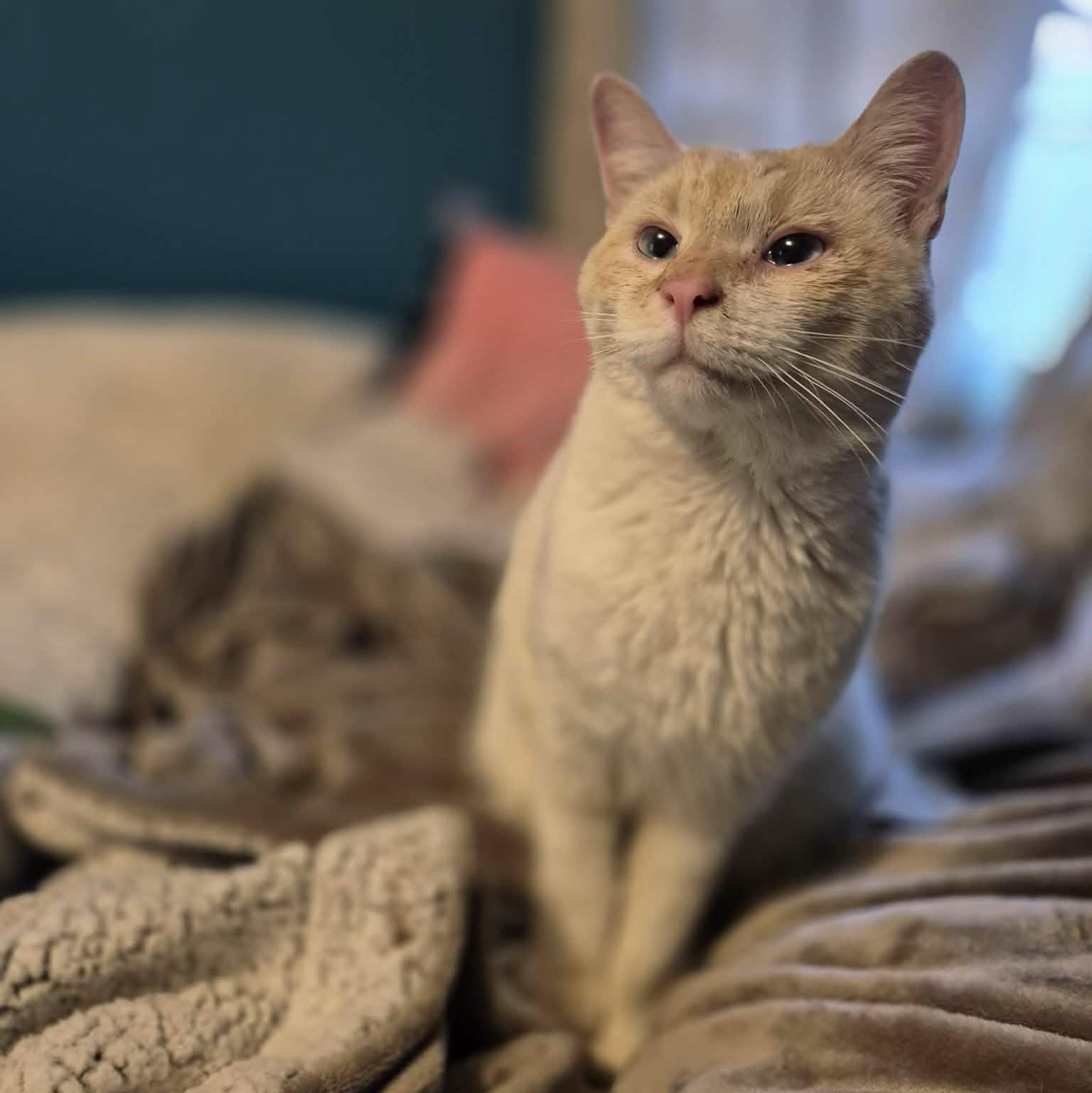 Enlarge Tiberius, an adopted Siamese in Fairborn, OH image 6/6