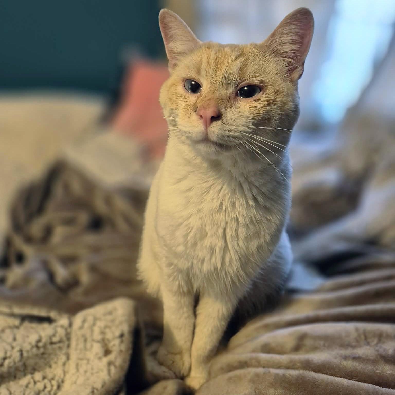 Enlarge Tiberius, an adopted Siamese in Fairborn, OH image 5/6