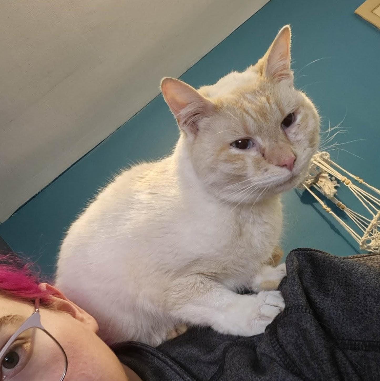 Enlarge Tiberius, an adopted Siamese in Fairborn, OH image 3/6