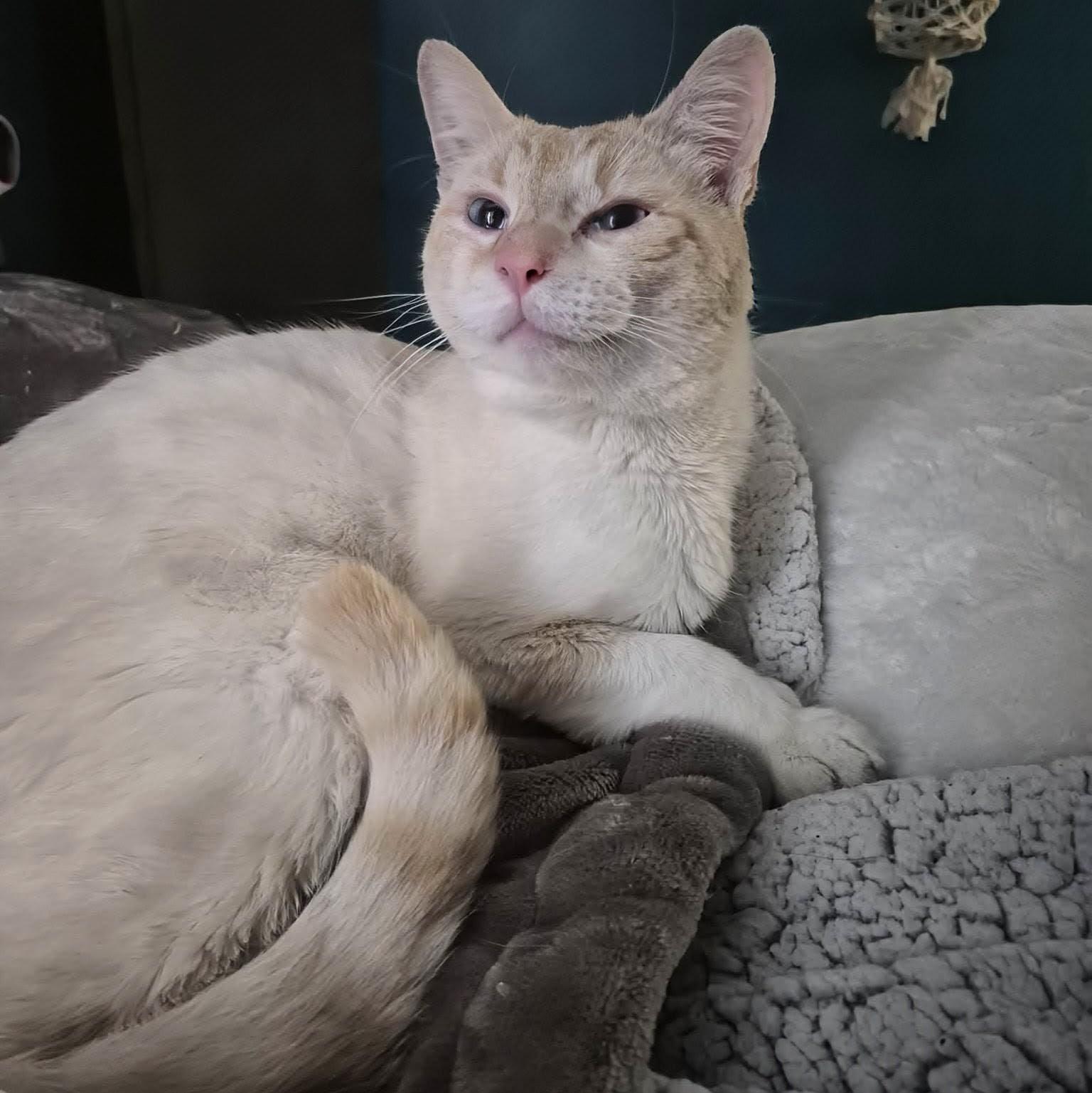 Enlarge Tiberius, an adopted Siamese in Fairborn, OH image 2/6