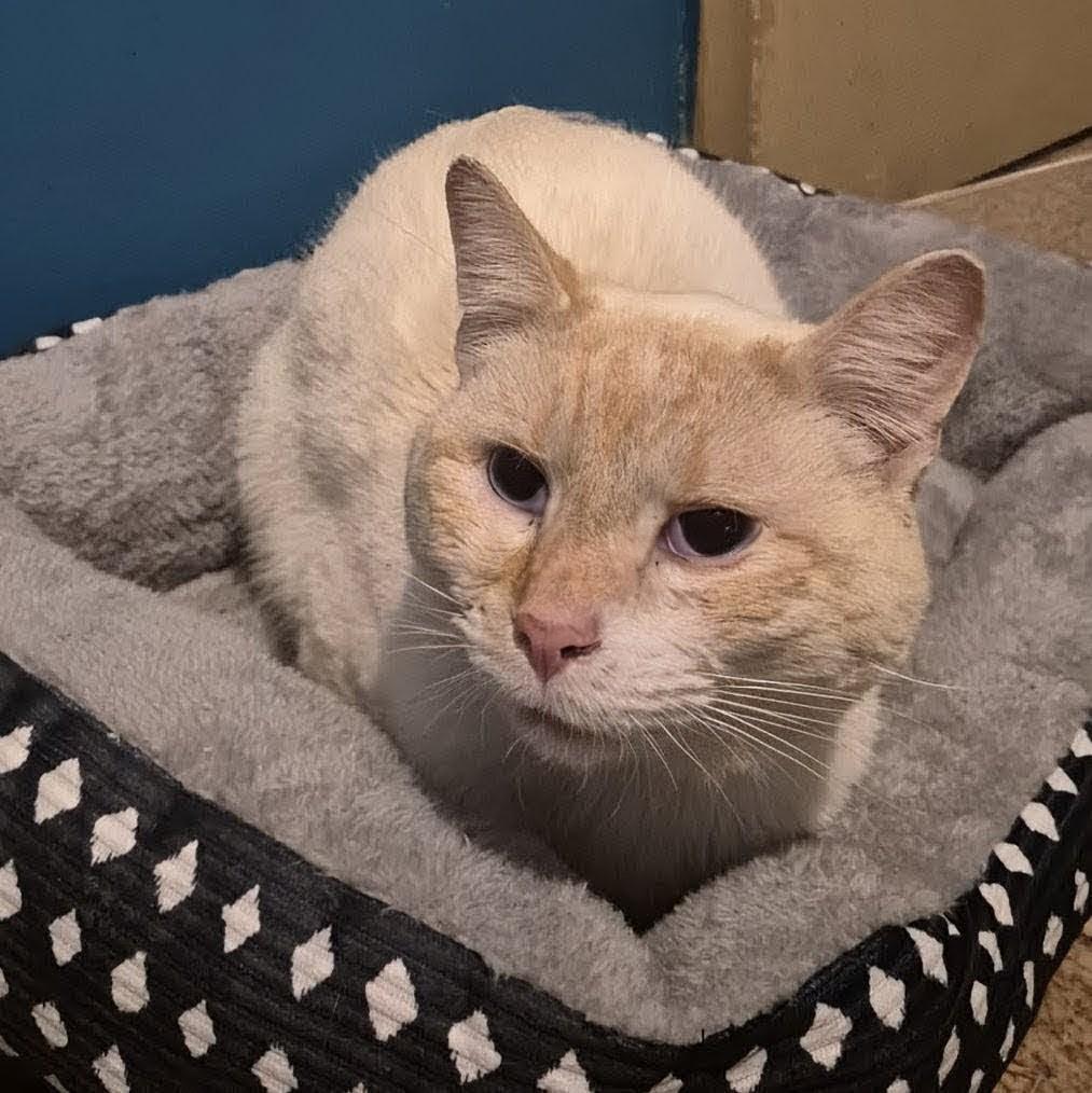 Tiberius, adopted, Young Male Siamese.