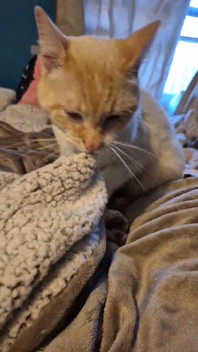 Enlarge Tiberius, an adopted Siamese in Fairborn, OH video 4/6