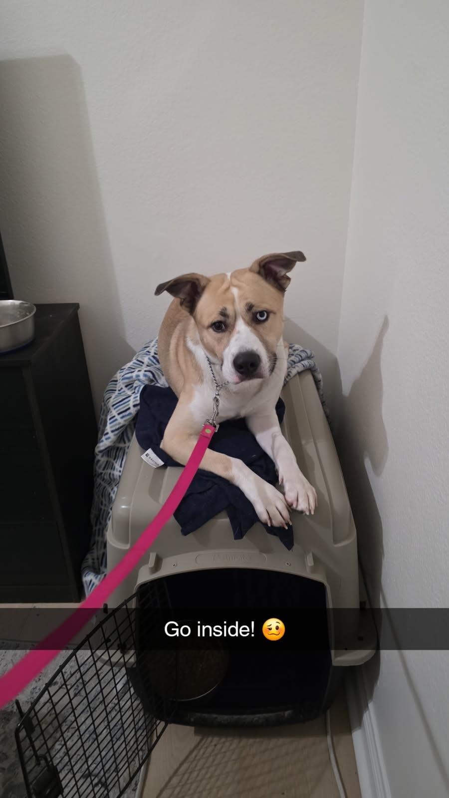 Guinness, a Adoptable mixed breed image 2/2