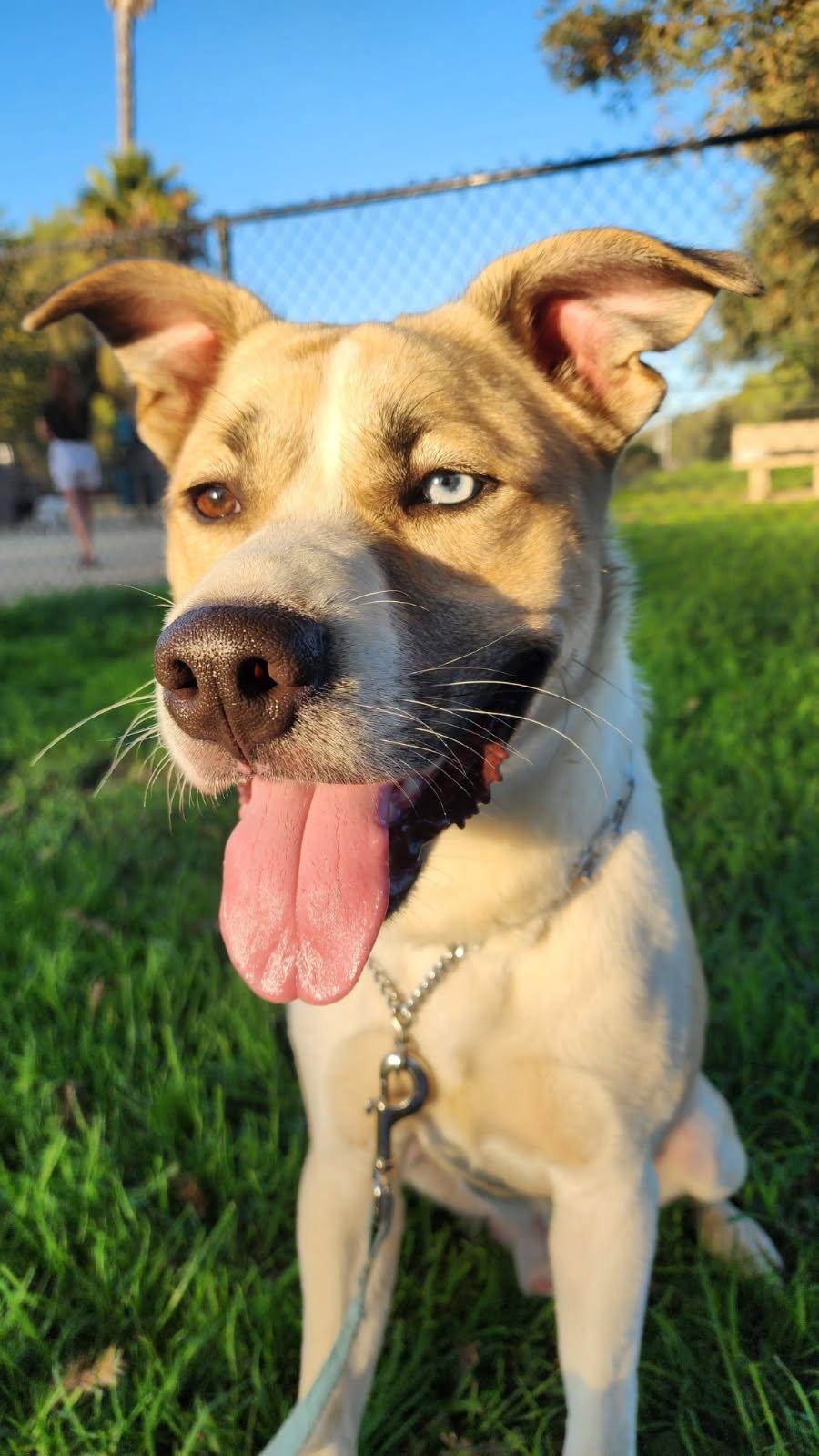 Guinness, Adoptable, Young Male Siberian Husky & American Staffordshire Terrier.
