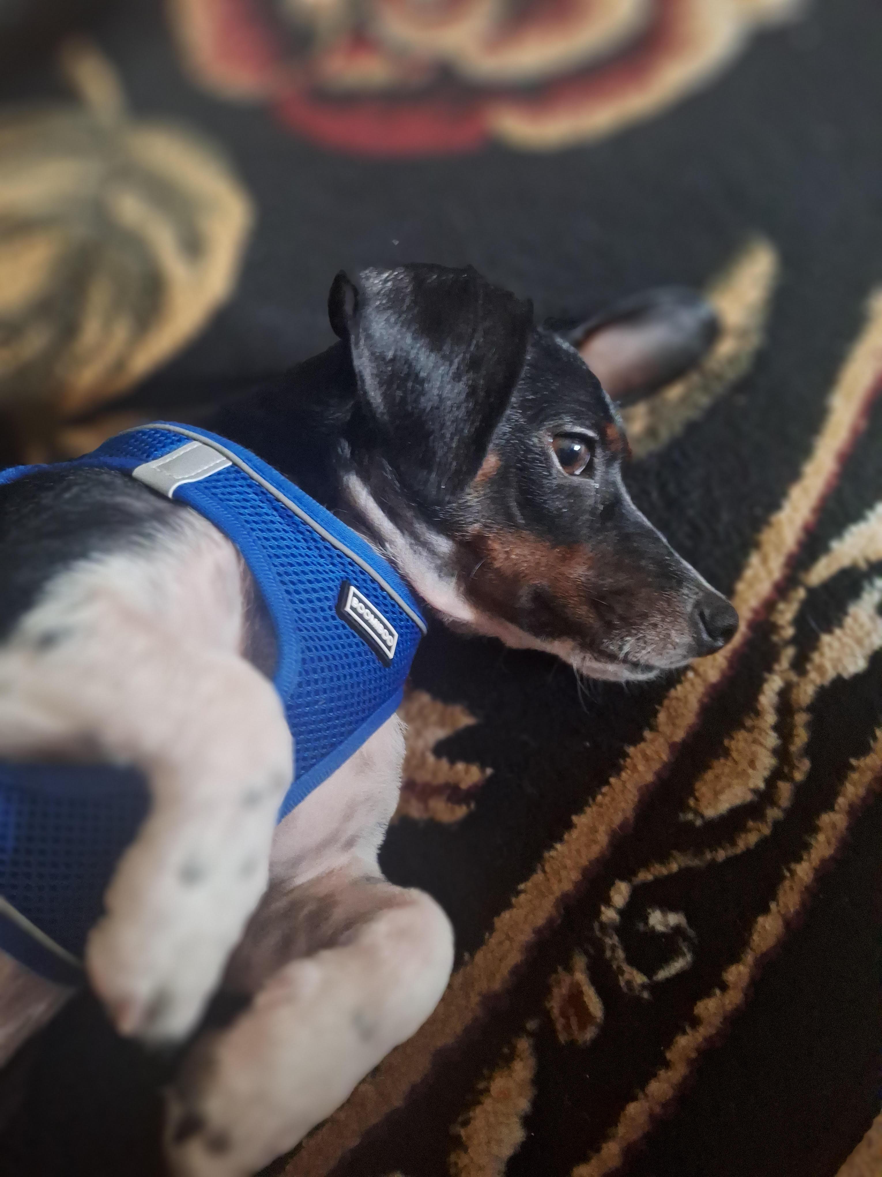 Enlarge Charlie Brown, a ADOPTABLE mixed breed in Cumming, GA image 5/6