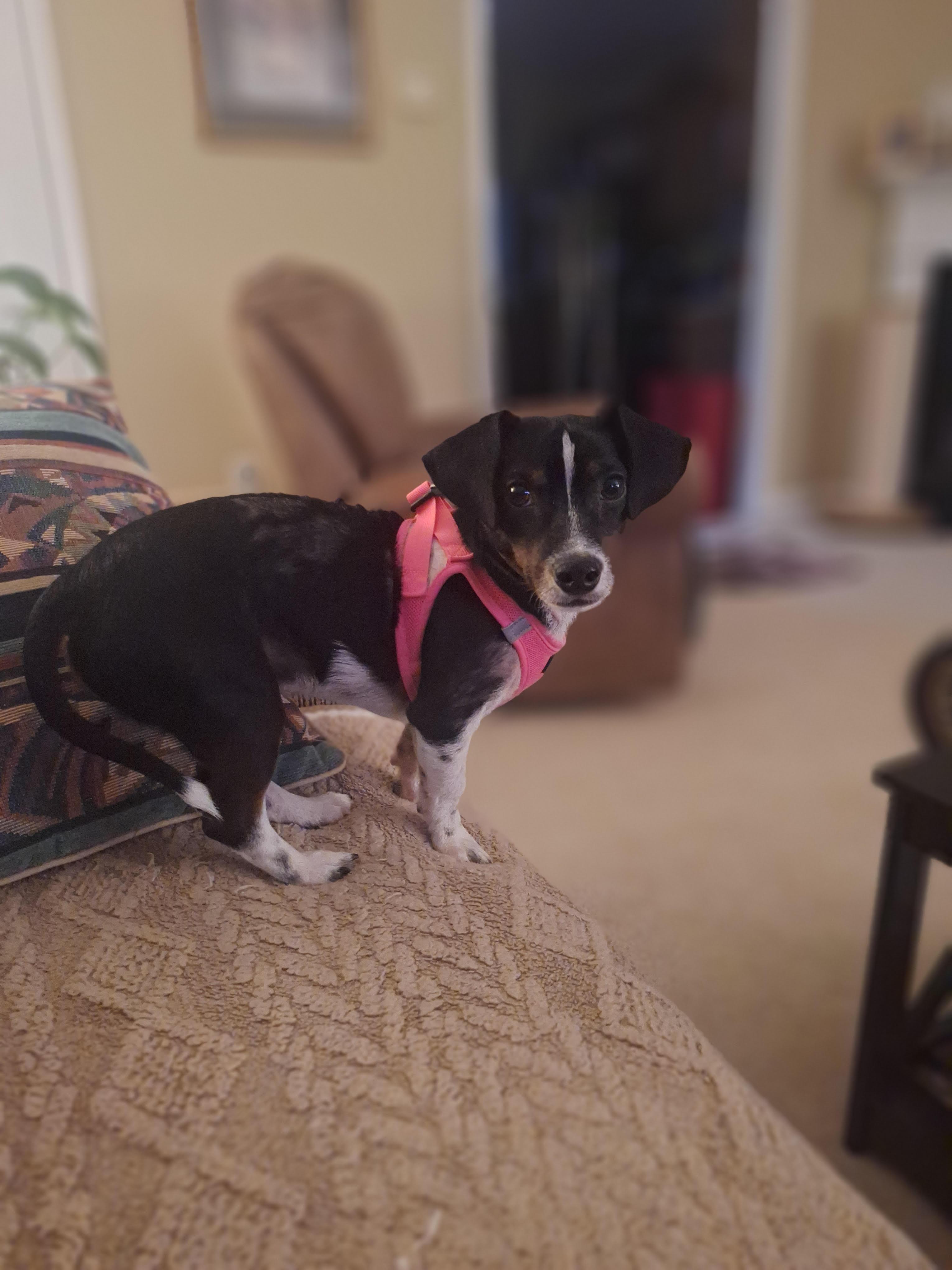 Enlarge Charlie Brown, a ADOPTABLE mixed breed in Cumming, GA image 3/6