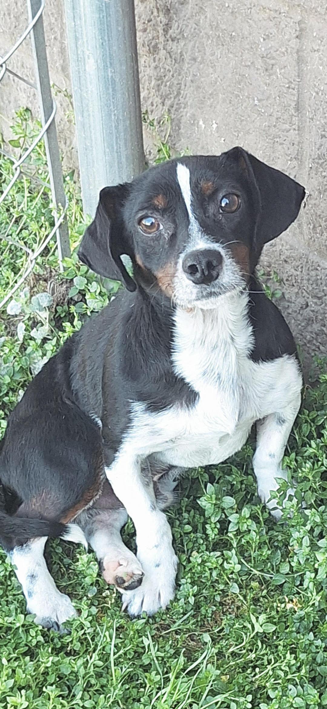 Enlarge Charlie Brown, a ADOPTABLE mixed breed in Cumming, GA image 2/6